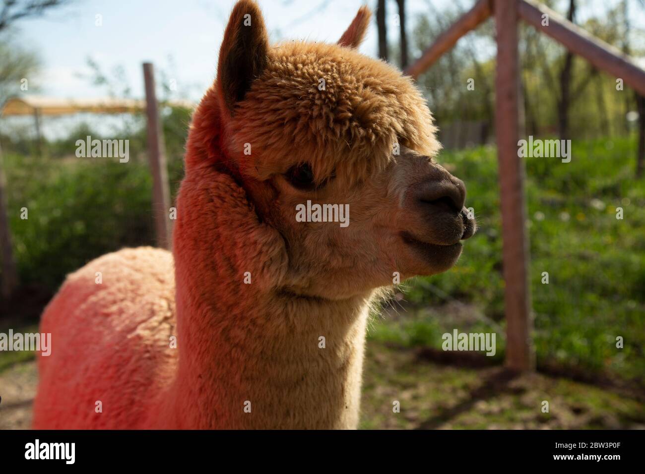 Seitenansicht von Gesicht und Hals der poofy Alpaka in Fawn-Farbe Stockfoto