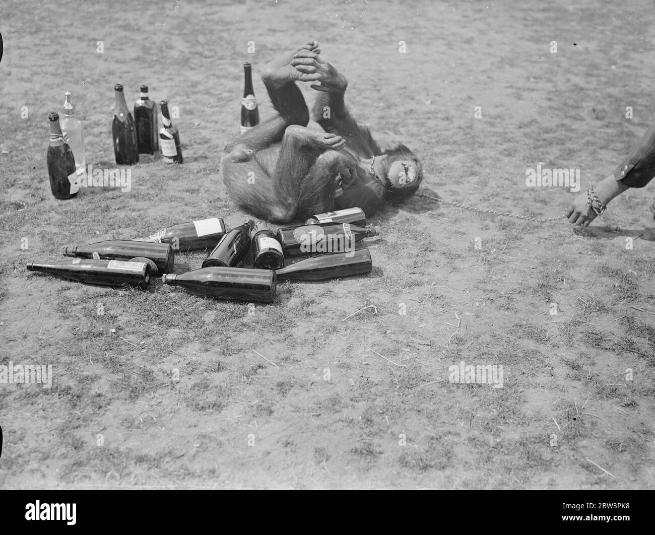 Was für ein Kopf! Jammern Jackie. Jackie, der Chipanzee, gemeinsam mit den meisten anderen Insassen des Zoos, leidet unter dem "Morgen nach" Gefühl Fortsetzung zu einer Nacht der Festlichkeit. Er war der Star-Performer in der ersten Ball jemals im London Zoo statt, wenn die Tiere Gastgeber für Hunderte von Tänzern, die Nacht in den Tag mit Musik und Feiernden gemacht wurden. Foto zeigt, Jackie der Schimpanse trotzig nach dem Ablassen der endgültigen Flasche, ohne die Folgen. Juli 1936 Stockfoto