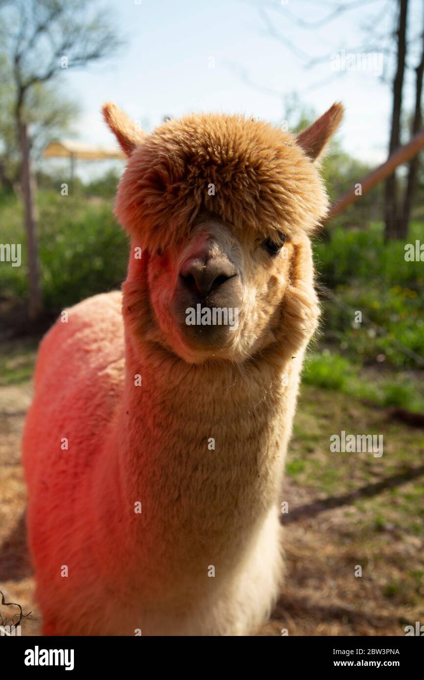 Vorderansicht des Halses und des Gesichts der käufigen Alpaka Stockfoto