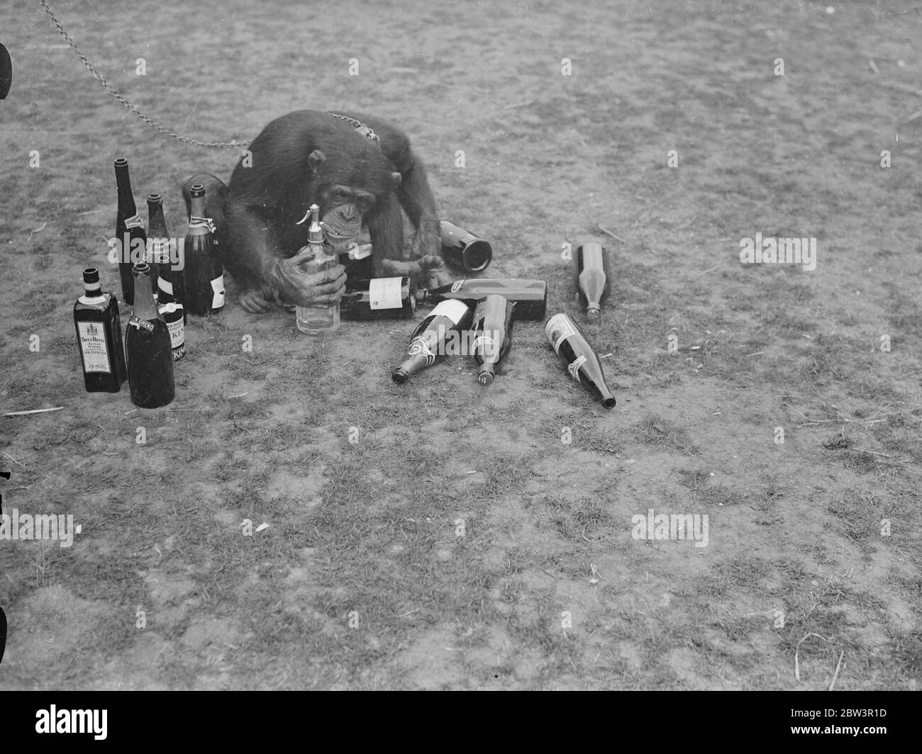 Was für ein Kopf! Jammern Jackie. Jackie, der Chipanzee, gemeinsam mit den meisten anderen Insassen des Zoos, leidet unter dem "Morgen nach" Gefühl Fortsetzung zu einer Nacht der Festlichkeit. Er war der Star-Performer in der ersten Ball jemals im London Zoo statt, wenn die Tiere Gastgeber für Hunderte von Tänzern, die Nacht in den Tag mit Musik und Feiernden gemacht wurden. Foto zeigt, Jackie der Schimpansen trotzig bereitet sich auf die endgültige Flasche zu entleeren, ohne die Folgen zu sehen. Juli 1936 Stockfoto