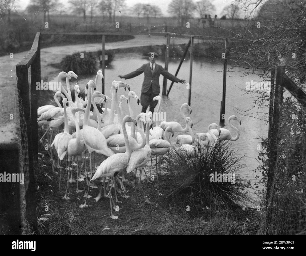 Flamingos in Winterquartiere in Whipsnade übertragen. Um die Wiederholung eines früheren Winters zu vermeiden, als einige Flamingos in ihren Teich eingefroren wurden, übertragen die Tierpfleger im Whipsnade Zoo die empfindlichen Vögel früh aus ihrem Außenpool in ihre Winterquartiere. Vor einigen Jahren wurden die Flamingos nach einer unerwarteten Kälteperiode im Eis ihres Pools eingeschlossen. Jede plötzliche Angst hätte dazu führen, dass sie ihre gebrechlichen Beine schnappen, so dass sie mussten verlassen werden, um aufzutauen. Foto zeigt, ein Wächter Übertragung der Flamingos in ihre Winterquartiere in Whipanade Zoo. 29. November 1935 Stockfoto