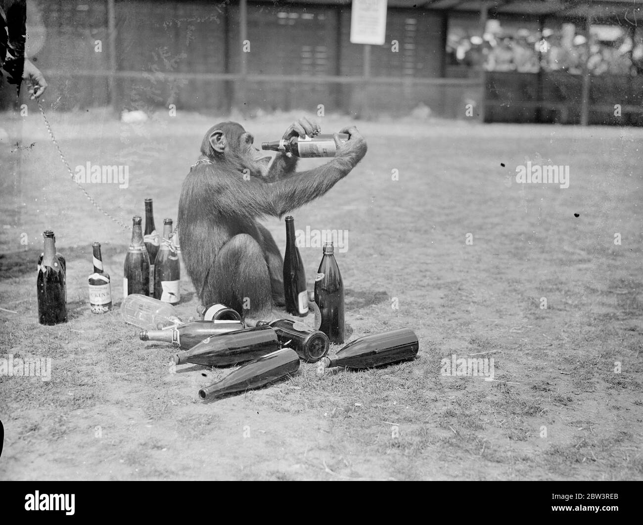 Was für ein Kopf! Jammern Jackie. Jackie, der Chipanzee, gemeinsam mit den meisten anderen Insassen des Zoos, leidet unter dem "Morgen nach" Gefühl Fortsetzung zu einer Nacht der Festlichkeit. Er war der Star-Performer in der ersten Ball jemals im London Zoo statt, wenn die Tiere Gastgeber für Hunderte von Tänzern, die Nacht in den Tag mit Musik und Feiernden gemacht wurden. Foto zeigt, Jackie der Schimpansen trotzig bereitet sich auf die endgültige Flasche zu entleeren, ohne die Folgen zu sehen. Juli 1936 Stockfoto