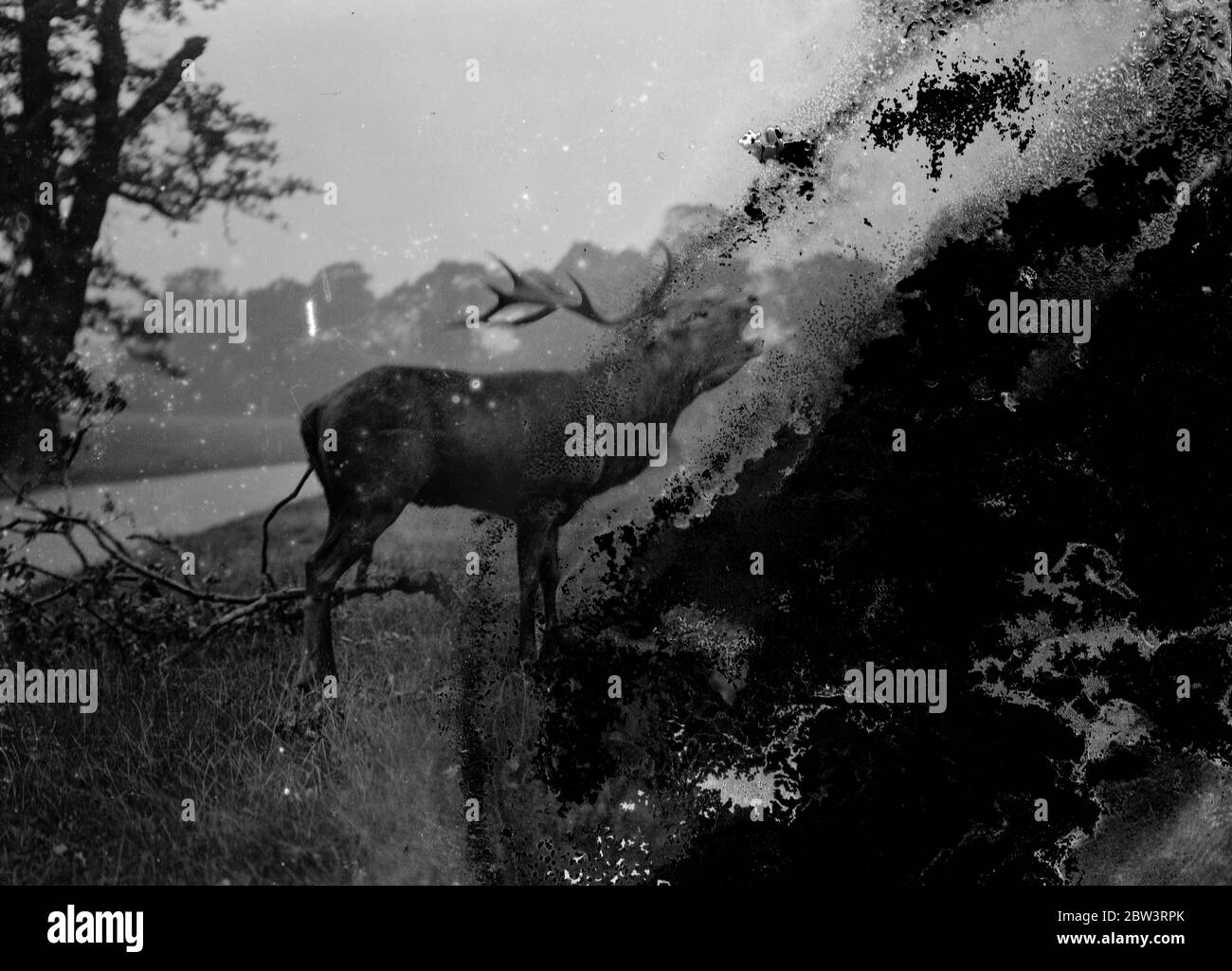 Heben seiner gewaltigen Geweih Kopf der Hirsch boomt weiter seine Herausforderung, um bei der Annäherung an die Paarungszeit zu kämpfen, in Richmond Park. 16. Oktober 1935 Stockfoto