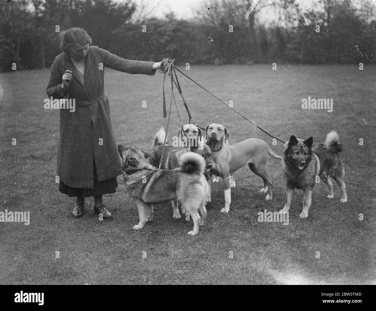 Elkhounds und Löwenhunde für Olympia. Elkhounds und Rhodesian Ridgeback Löwenhunde werden von Frau Hamilton in Sarisbury, Southampton, für die Championship Dog Show der Damen-Zwinger-Vereinigung vorbereitet, die am dienstag im Olympia London eröffnet wird. Foto zeigt, Elkhounds und Löwen Hunde (helle Farbe) in Sarisbury. 27. April 1936 Stockfoto