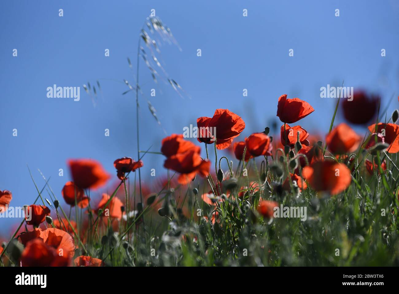 MoÃ±UX, Spanien. Mai 2020. In MoÃ±ux blüht ein Mohn-Feld während der Frühjahrssaison.Hunderttausende Blumen blühen im kleinen Dorf MoÃ±ux, im Norden Spaniens, aufgrund der starken Regenfälle im April, einem der feuchtesten Monate der letzten Jahrzehnte mit etwa 200 Litern pro Quadratmeter, Dazu kam eine ungewöhnliche Hitze im Mai, wo die Temperaturen mehrere Tage bis 27ÂºC Grad erreichten. Quelle: Jorge Sanz/SOPA Images/ZUMA Wire/Alamy Live News Stockfoto