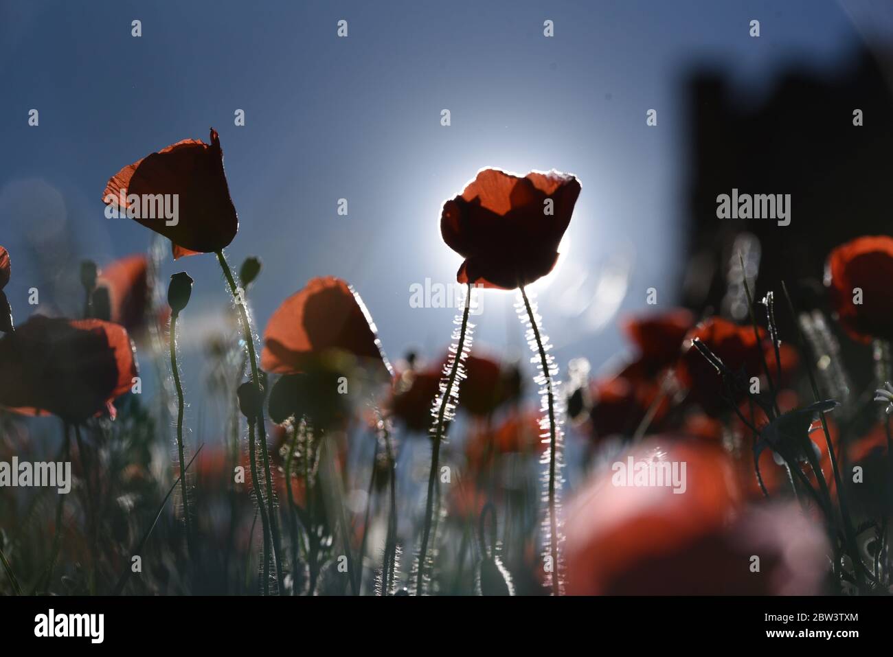 MoÃ±UX, Spanien. Mai 2020. In MoÃ±ux blüht ein Mohn-Feld während der Frühjahrssaison.Hunderttausende Blumen blühen im kleinen Dorf MoÃ±ux, im Norden Spaniens, aufgrund der starken Regenfälle im April, einem der feuchtesten Monate der letzten Jahrzehnte mit etwa 200 Litern pro Quadratmeter, Dazu kam eine ungewöhnliche Hitze im Mai, wo die Temperaturen mehrere Tage bis 27ÂºC Grad erreichten. Quelle: Jorge Sanz/SOPA Images/ZUMA Wire/Alamy Live News Stockfoto