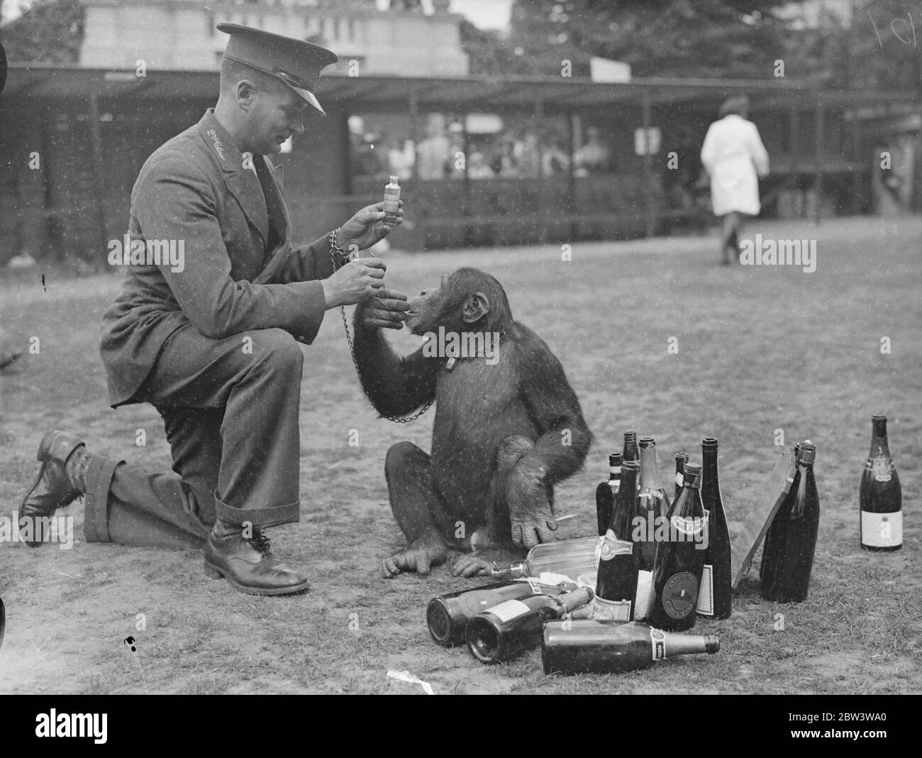 Was für ein Kopf! Jammern Jackie. Jackie, der Chipanzee, gemeinsam mit den meisten anderen Insassen des Zoos, leidet unter dem "Morgen nach" Gefühl Fortsetzung zu einer Nacht der Festlichkeit. Er war der Star-Performer in der ersten Ball jemals im London Zoo statt, wenn die Tiere Gastgeber für Hunderte von Tänzern, die Nacht in den Tag mit Musik und Feiernden gemacht wurden. Foto zeigt, Jackie ' s Keeper verwaltet eine Dosis Rizinusöl, um den Morgen nach dem Gefühl entgegenzuwirken. Juli 1936 Stockfoto