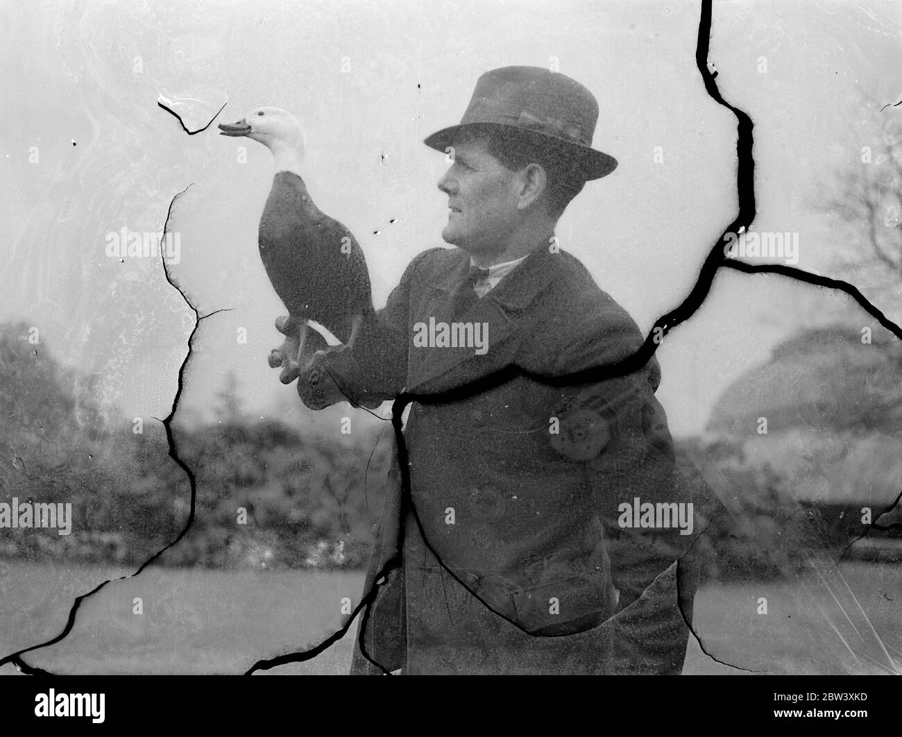 Kew ' s Vogel Mann . Wächter von 100 Vögeln, einschließlich crancs, Gänse, Enten und andere Arten aus allen Teilen der Welt, Herr J Claiden ist der "Vogelmann" von Kew Gardens. Er kennt alle Vögel mit Namen, aber sein besonderer Favorit ist Barbara, eine neuseeländische Paradies-Gans, die ihm in den Gärten folgt. Foto zeigt, Kew ' s ' Bird man ', Herr J Claiden, mit Barbara, sein Haustier Paradise Goose. 31 März 1937 Stockfoto
