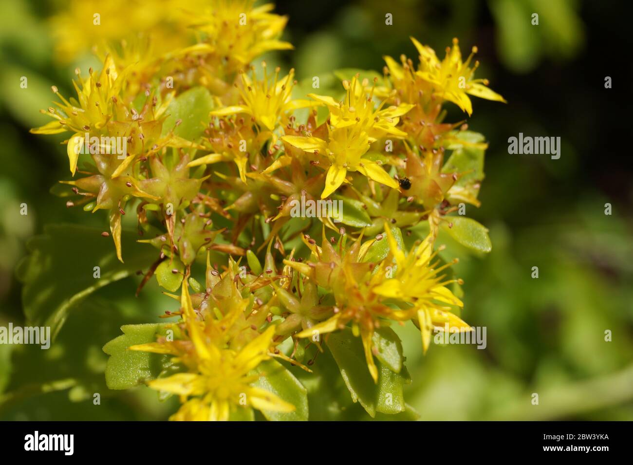 Nahaufnahme einer gelben Blume, dunkler Hintergrund magisches Grün. Hochwertige Foto, dunkelgrün und leuchtend gelbe Sonnenblume Stockfoto