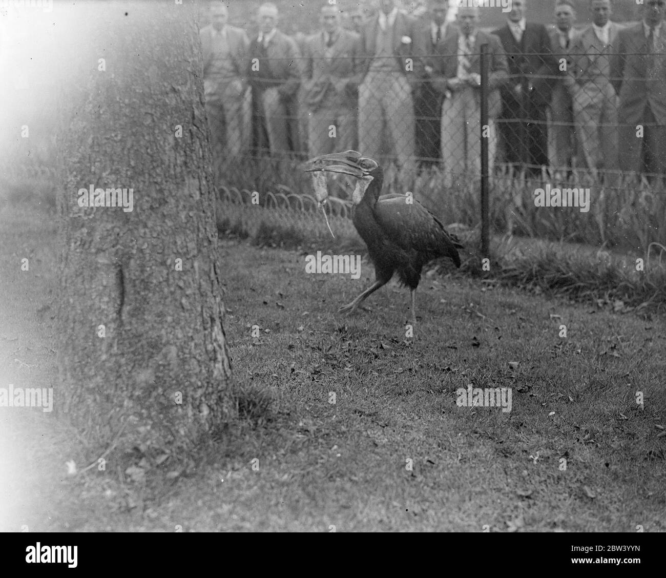 Ferdie, Whipsnades gefiederten Rattenfänger. Ferdie, der Whipsnade Hornbill, stolziert stolz vor einem interessierten Publikum mit seinem Frühstück, einer dicken Ratte, nachdem er den Fang in seinem Stift im Bedfordshire Zoo gemacht hat. 25. September 1936 Stockfoto