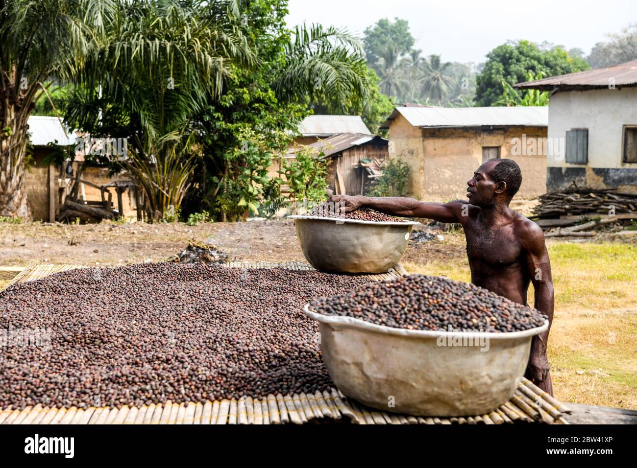 Afrika, Westafrika, Togo, Kpalime. Ein Mann zeigt die Ernte von Kaffeebohnen, die in der Sonne trocknen. Stockfoto