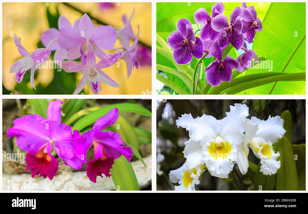 Collage Orchidee Textur. Set von verschiedenen exotischen Orchideenblume für schöne Natur Hintergrund Stockfoto