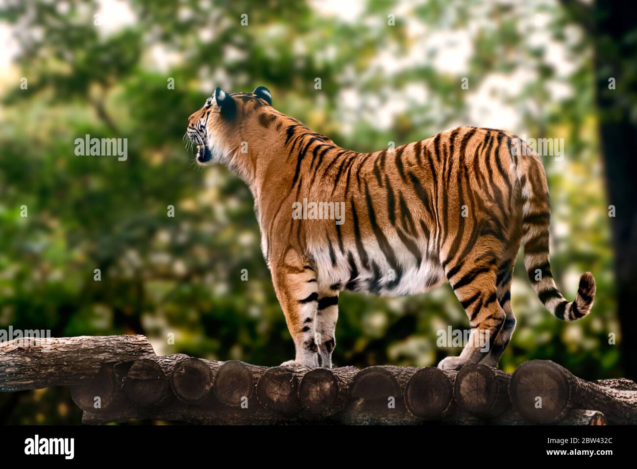 Tiger mit schwarzen Streifen stehend und brüllend. Vollbild mit verschwommenem naturgrünen Hintergrund. Wilde Tiere, große Katze Stockfoto