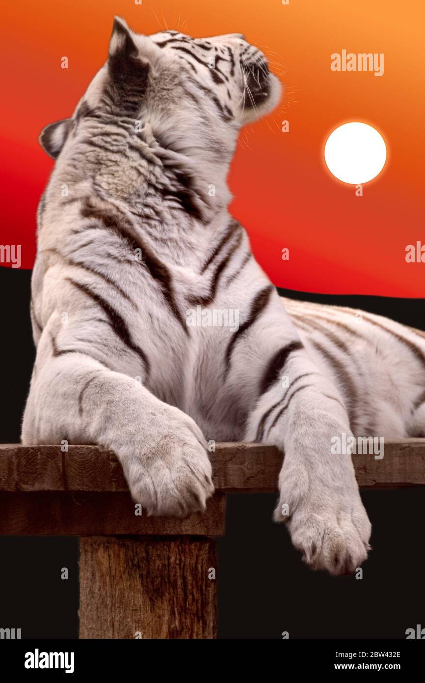 Weißer Tiger mit schwarzen Streifen, der auf Holzdeck liegt und im Hintergrund auf den roten Sonnenuntergang schaut. Hochformat. Wilde Tiere, große Katze Stockfoto