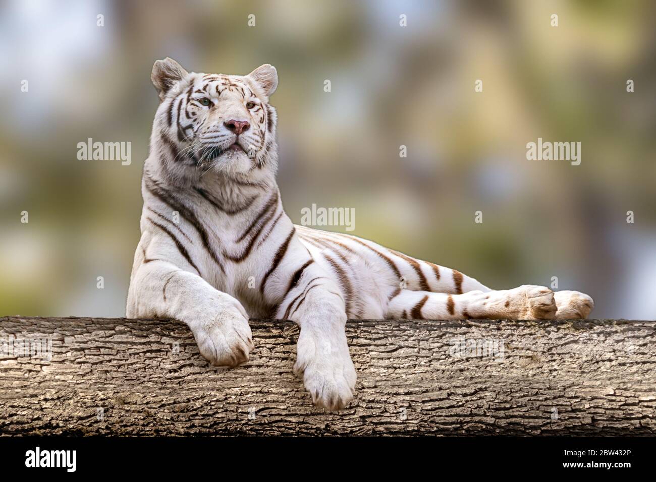 Weißer Tiger mit schwarzen Streifen, der auf großen Baum hingelegt wird. In voller Größe liebenswert Porträt. Nahsicht mit unscharfer natürlicher Hintergrundfarbe. Wilde Tiere, große Katze Stockfoto