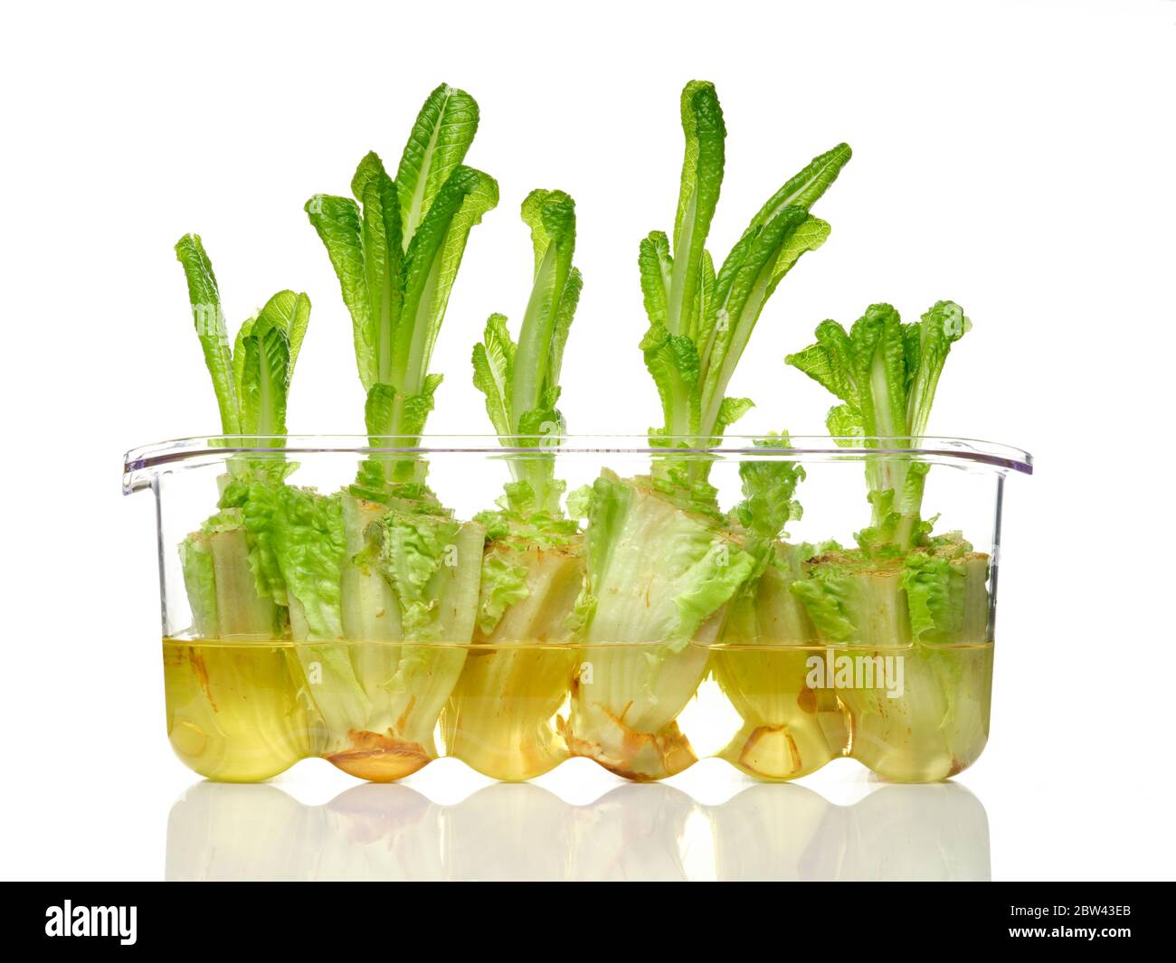Schneiden Sie den Salat, der neue Blätter in Wasser wächst Stockfoto