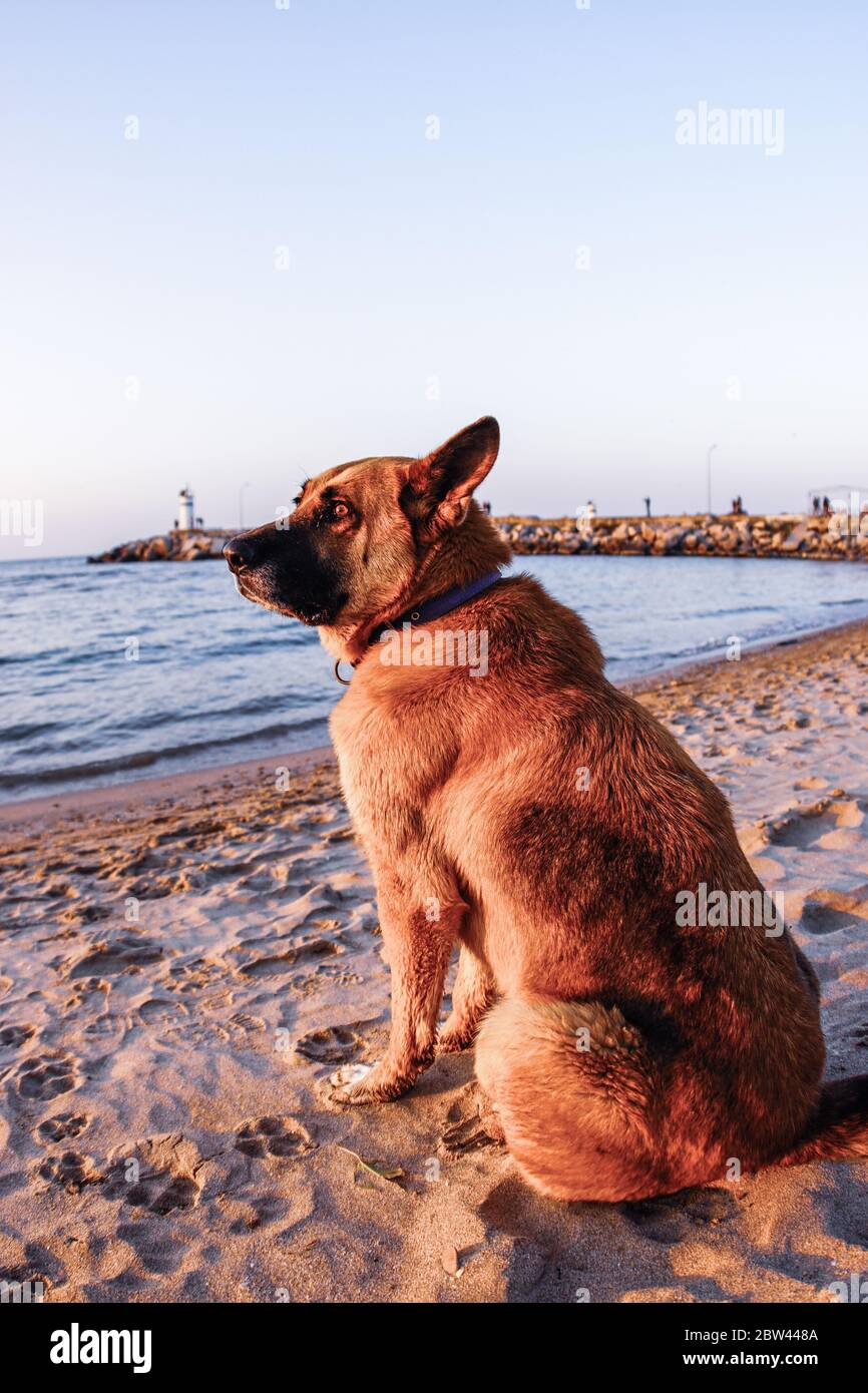 Unglücklicher Hund am Strand. Alter Hund beobachtet das Meer. Stockfoto