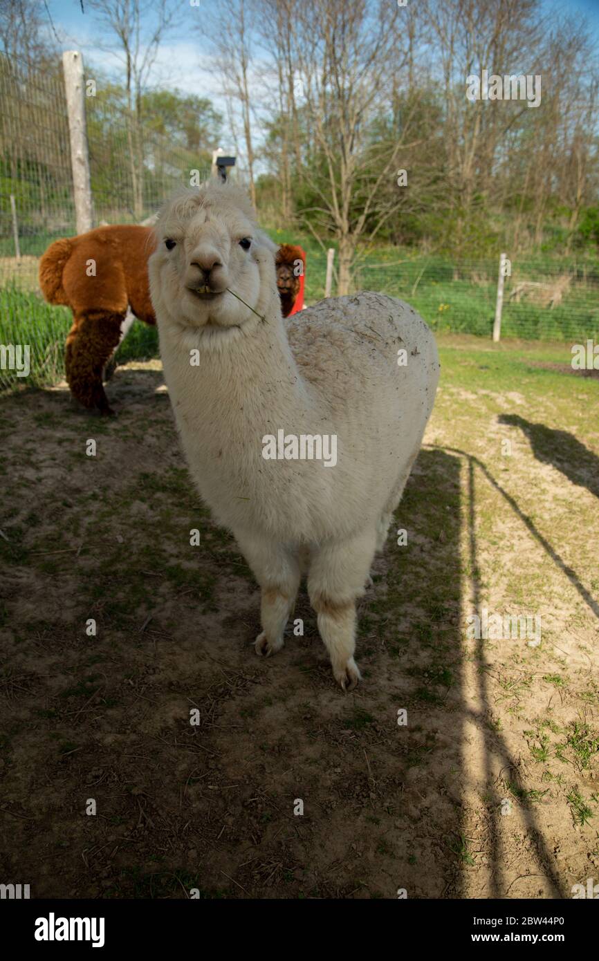 Vorderansicht von weißem Alpaka mit braunem Alpaka im Hintergrund. Stockfoto