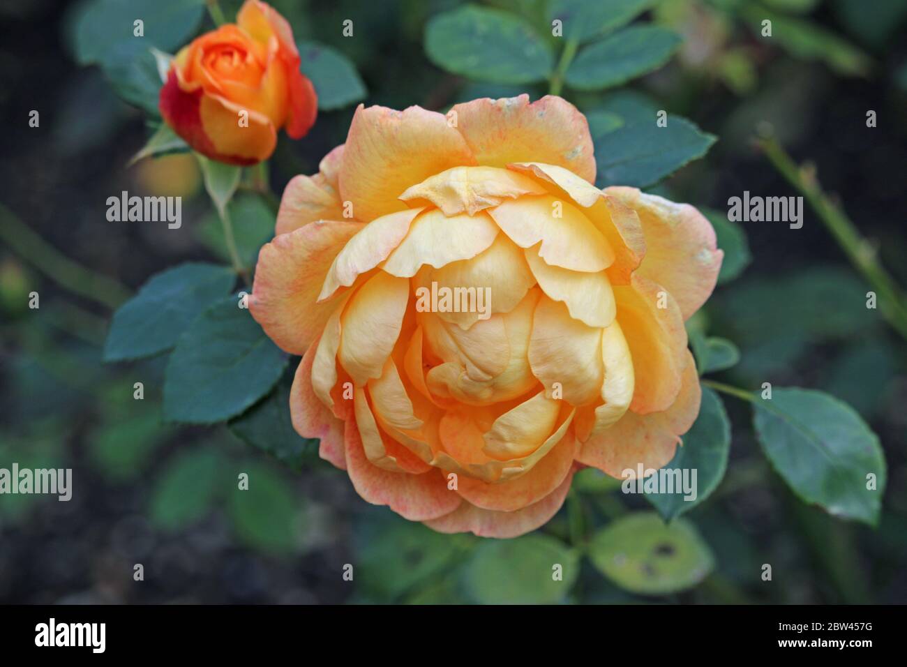 Zwei orange Rosenblüten der Sorte Lady of Shalott, auch bekannt als Ausnyson, mit einem dunklen Hintergrund aus verschwommenen Blättern. Stockfoto