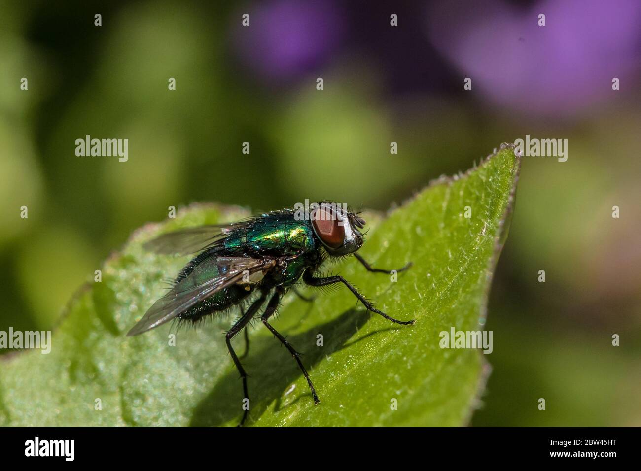 Potters Bar, Hertfordshire, Großbritannien, 29. Mai 2020. Eine Flasche grüne Fliege sitzt auf einem Blatt an einem hellen sonnigen Tag. David Rowe/ Alamy Live News. Stockfoto