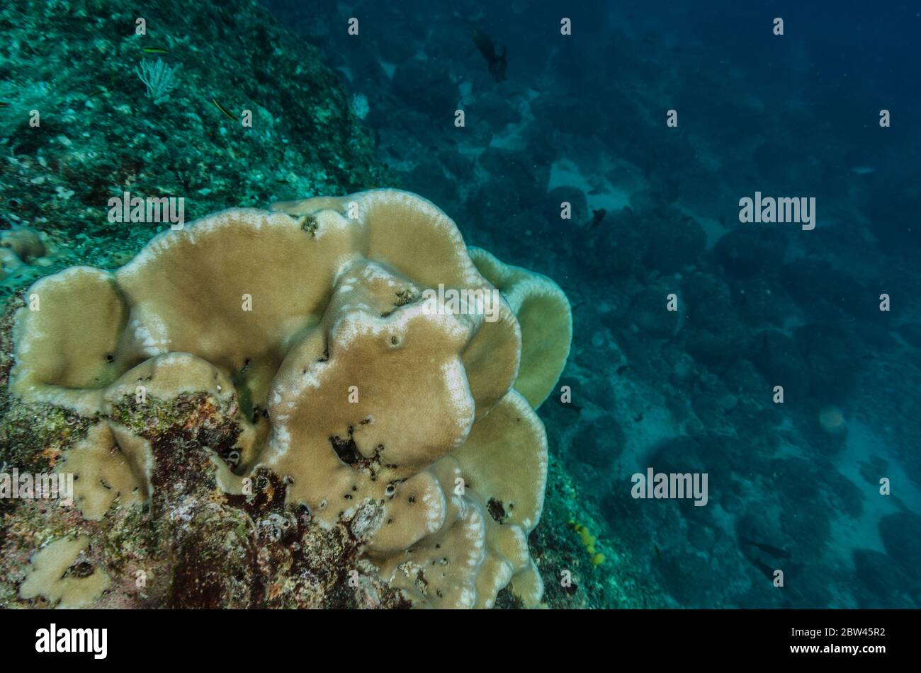 Porkchop Coral, Pavona duerdeni, Agariciidae, Coiba National Park, Panama, Pazifischer Ozean Stockfoto