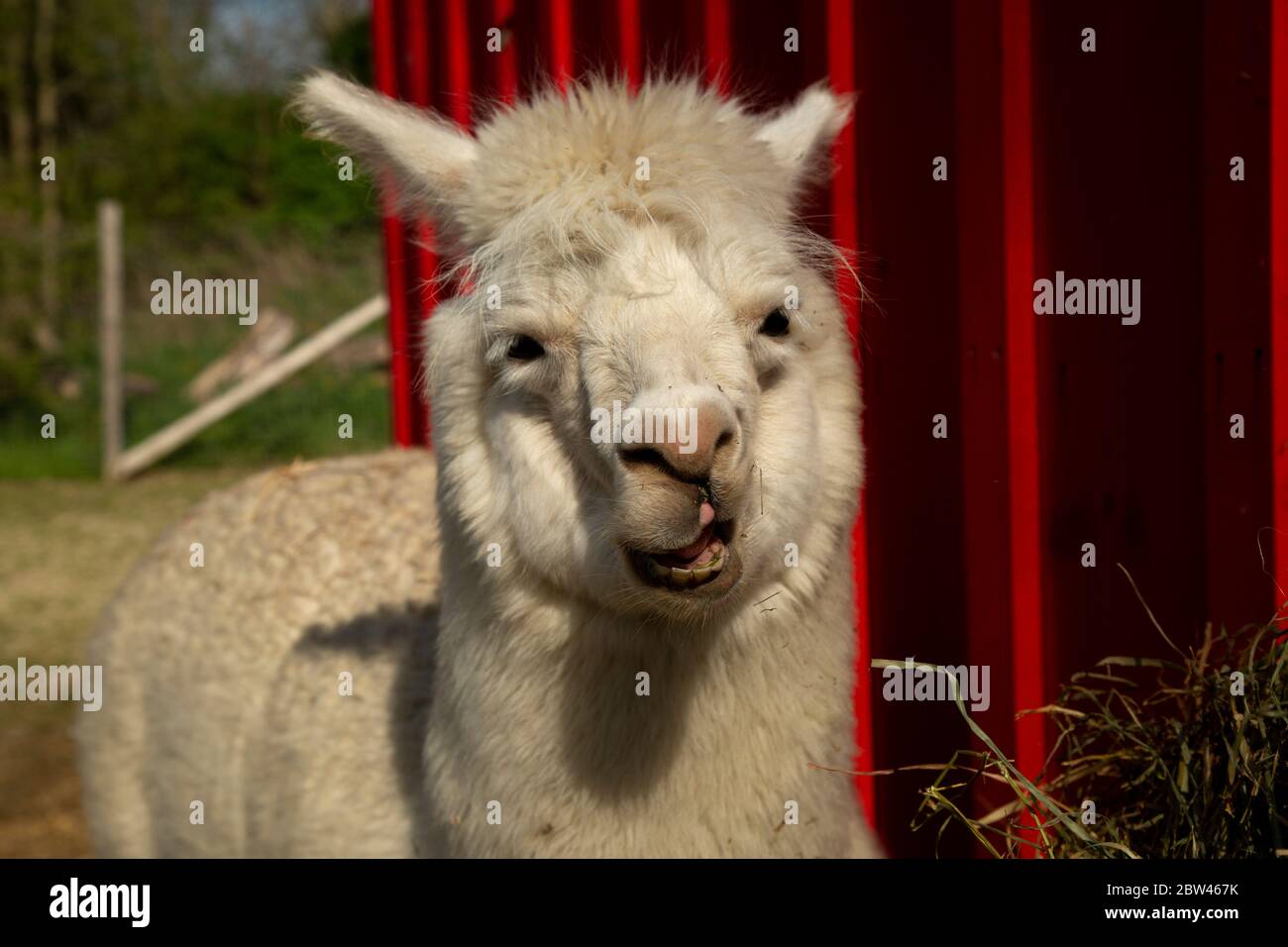 Gesicht von poofy weißen Alpaka Stockfoto