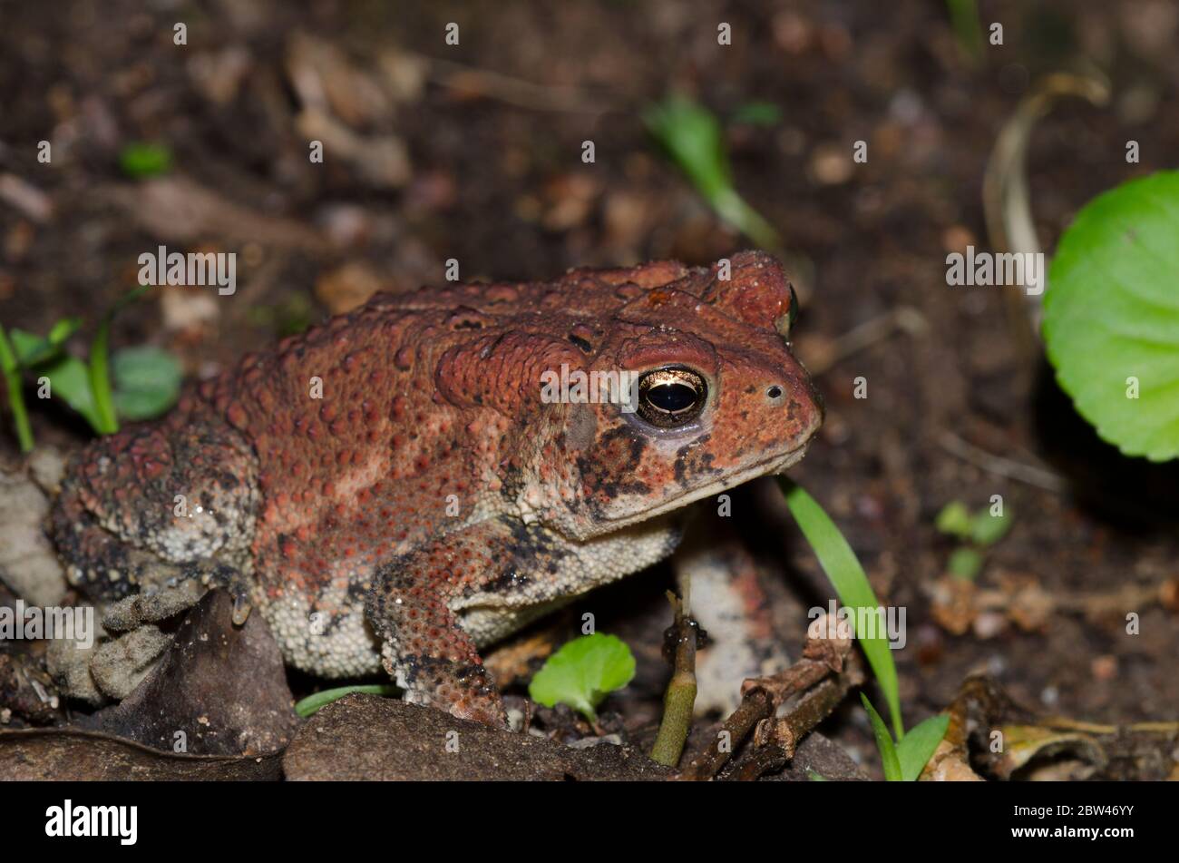 American Toad, Anaxyrus americanus Stockfoto