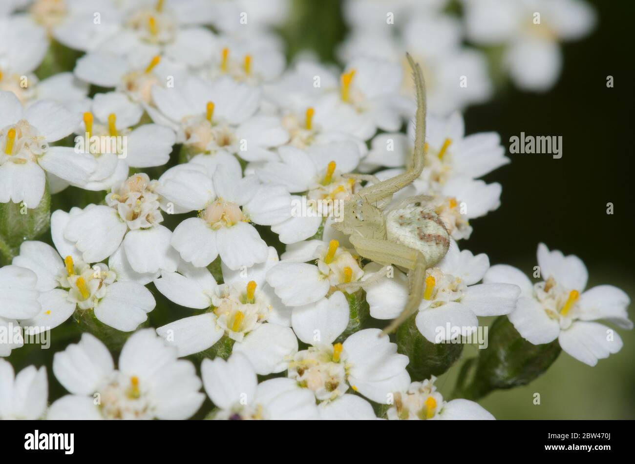 Krabbenspinne, Mecaphesa sp., lauert auf Schafgarbe, Achillea millefolium Stockfoto