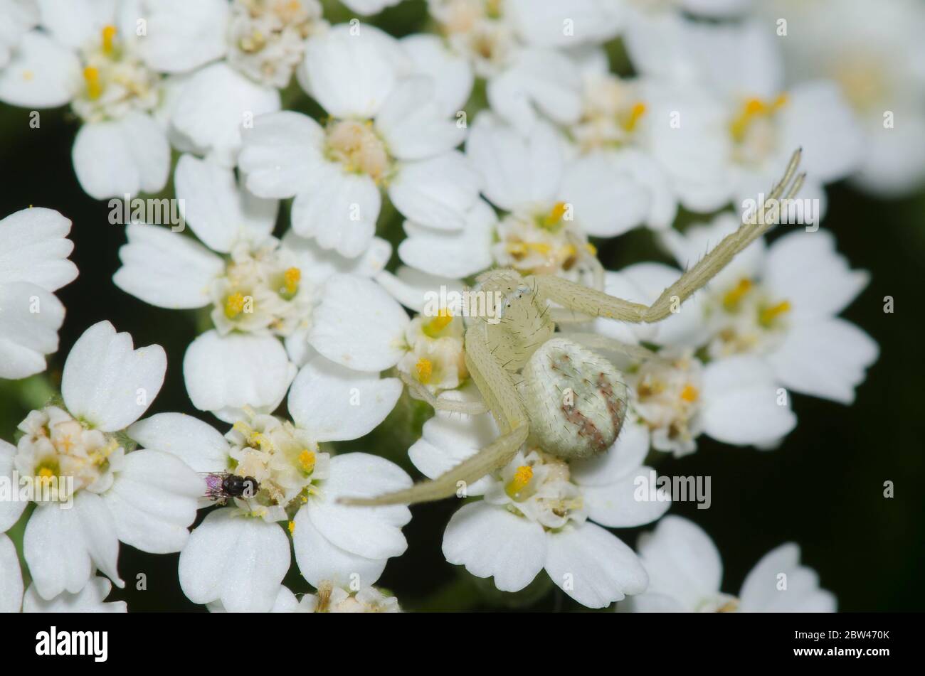 Krabbenspinne, Mecaphesa sp., lauert auf Schafgarbe, Achillea millefolium Stockfoto