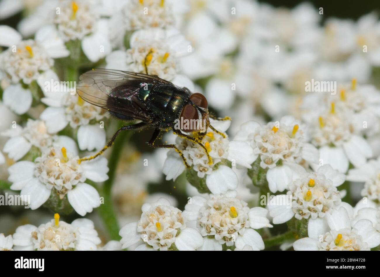 Blow Fly, Familie Calliphoridae, Futter auf Schafgarbe, Achillea millefolium Stockfoto