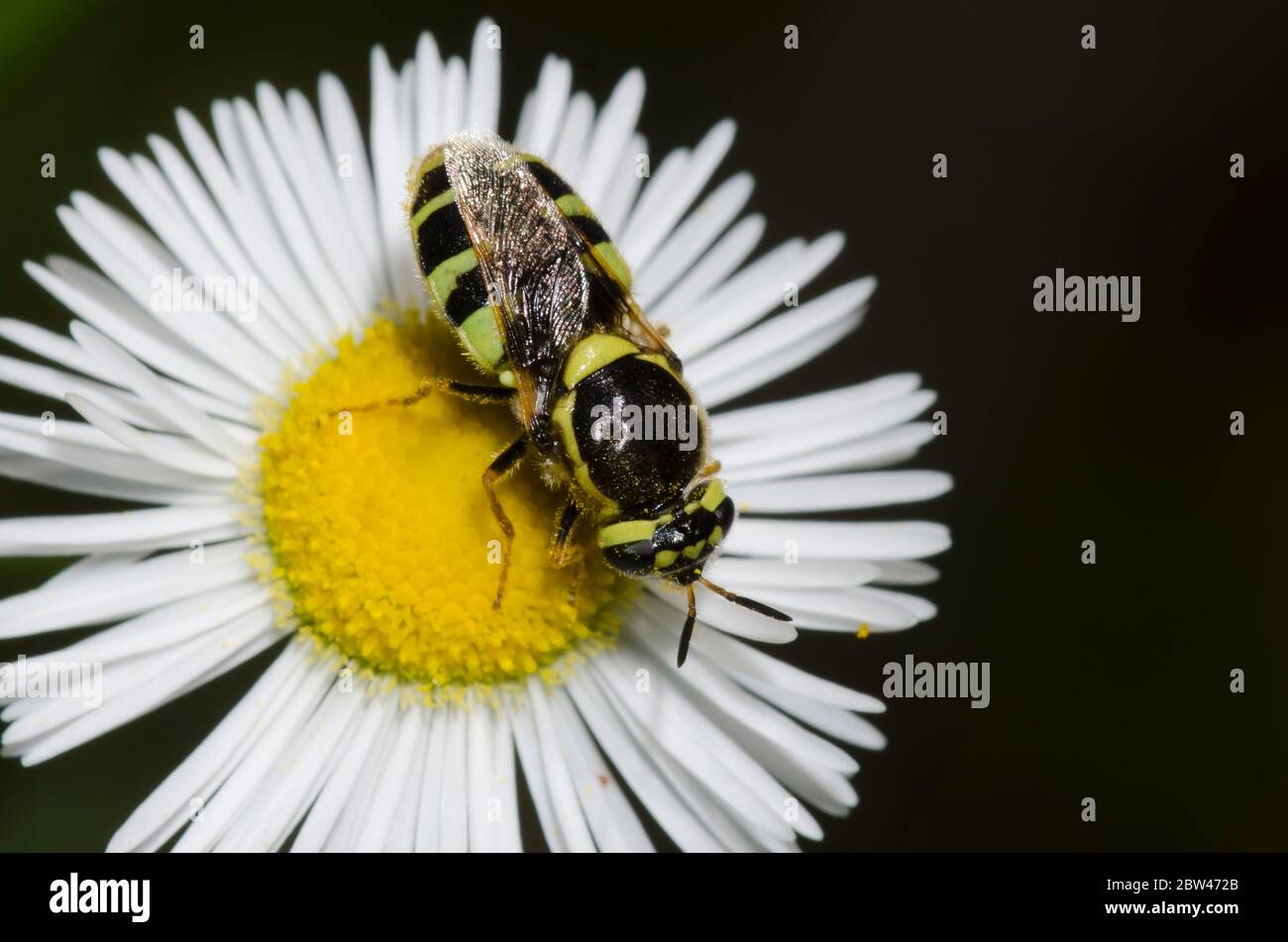 Soldier Fly, Psellidotus sp., Futtersuche auf Fleabane, Erigeron sp. Stockfoto