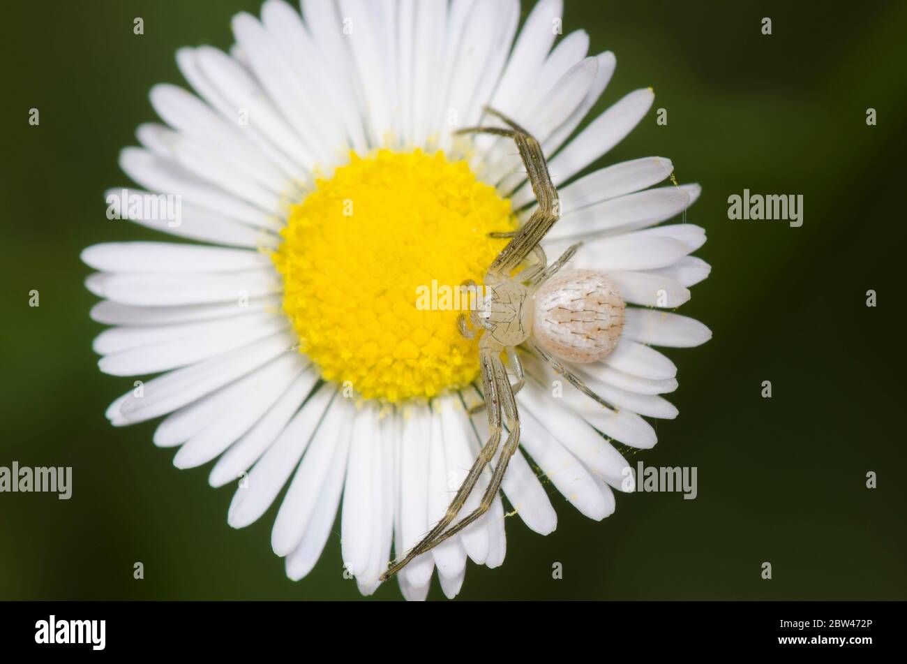 Krabbenspinne, Mecaphesa sp., lauert auf Fleabane, Erigeron sp. Stockfoto