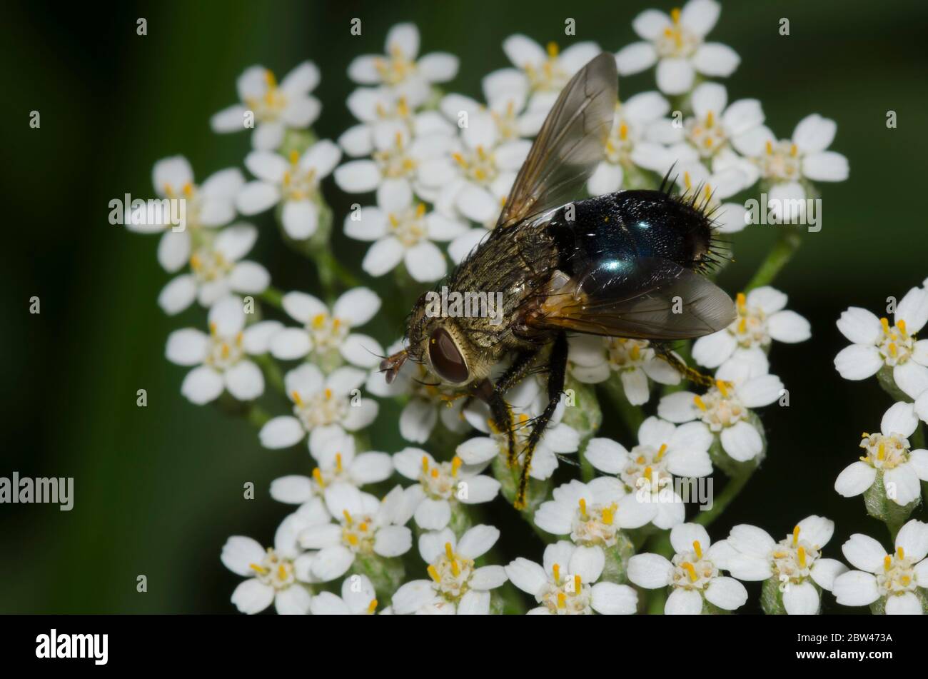 Tachinidfliegen, Archytas sp., Futter auf Schafgarbe, Achillea millefolium Stockfoto