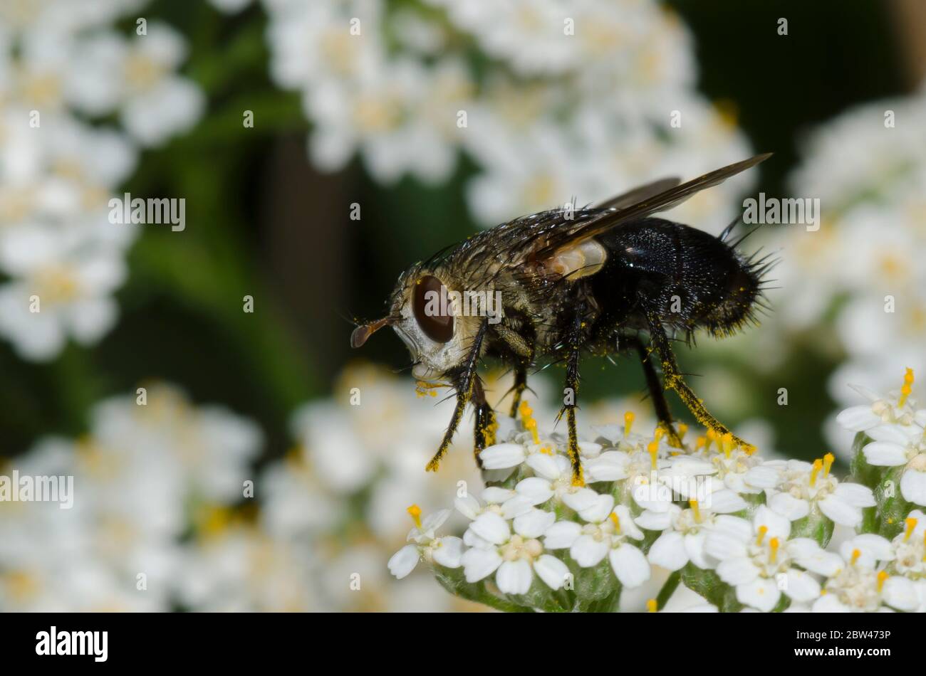 Tachinidfliegen, Archytas sp., Futter auf Schafgarbe, Achillea millefolium Stockfoto