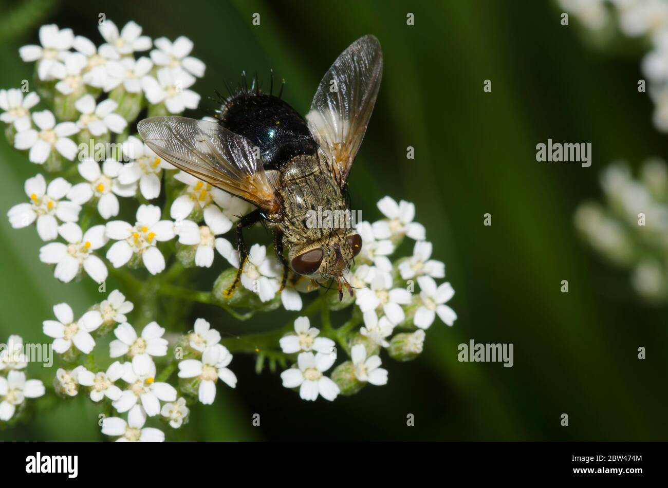 Tachinidfliegen, Archytas sp., Futter auf Schafgarbe, Achillea millefolium Stockfoto