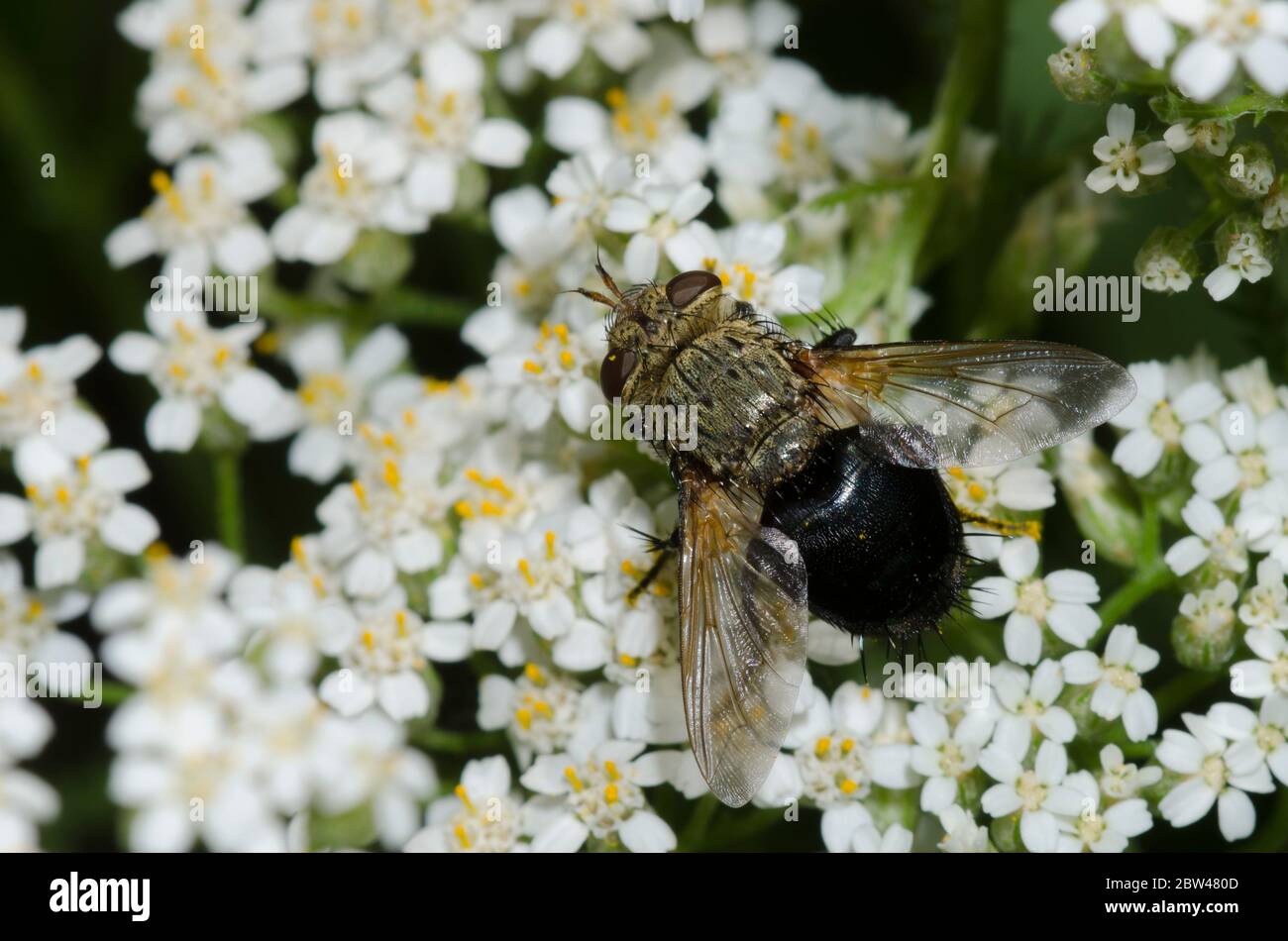 Tachinidfliegen, Archytas sp., Futter auf Schafgarbe, Achillea millefolium Stockfoto