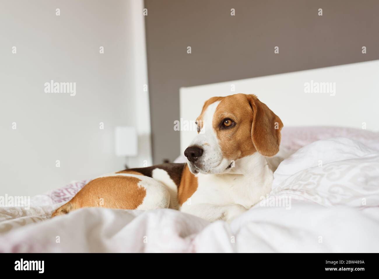 Beagle Hund schleicht sich zu seinem Besitzer Bett, wenn niemand beobachtet  Stockfotografie - Alamy