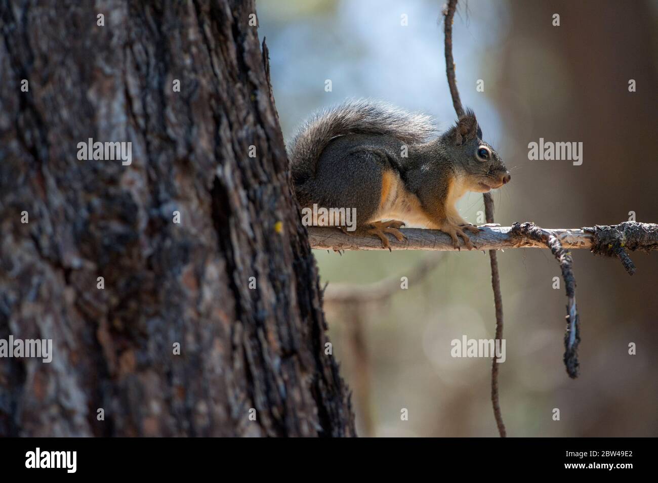 Ein Douglas Squirrel (Tamiasciurus douglasii) hält von seinem Baum in einem südlichen Oregon Wald Wache. Stockfoto