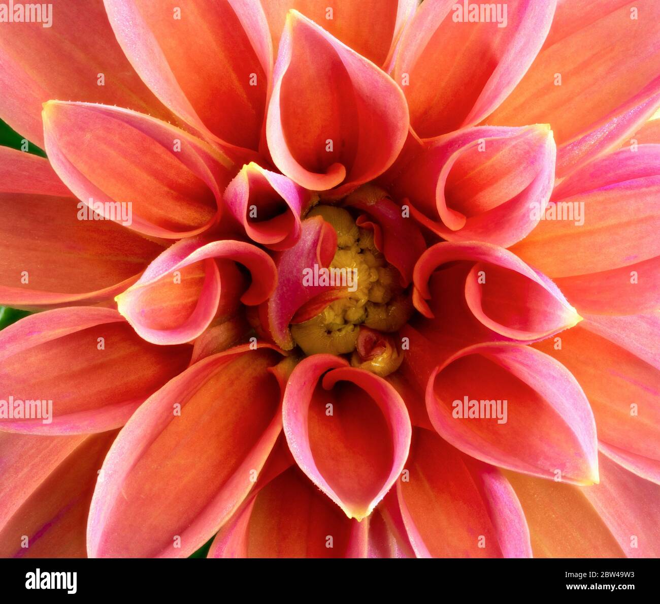 Makro einer Abstract natürliche Blume Hintergrund mit einer dahlie Blüte Stockfoto