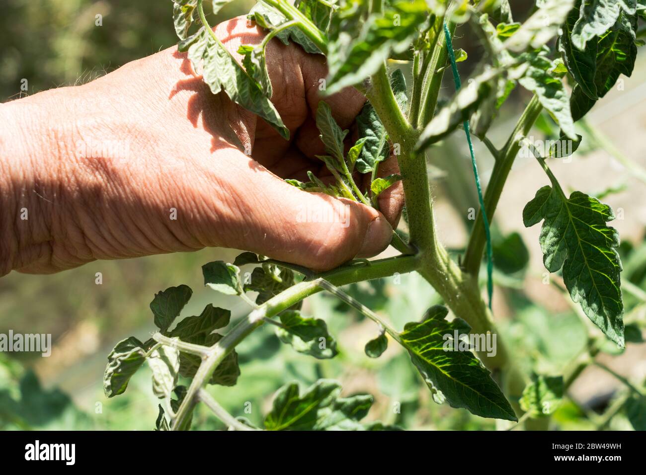 Einen Seitenstreich einer Cordon-Tomate herauskneifen Stockfoto
