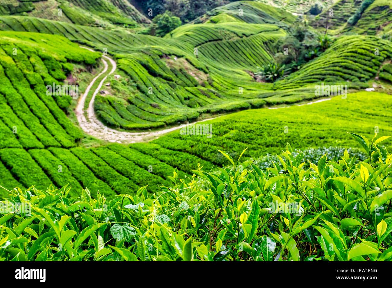 Teeplantagen in den Cameron Highlands, Pahang, Malaysia Stockfoto