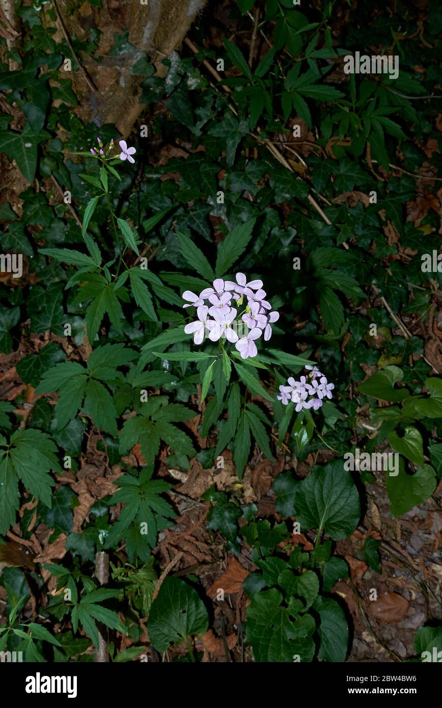 Cardamine bulbifera mit lila Blüten Stockfoto
