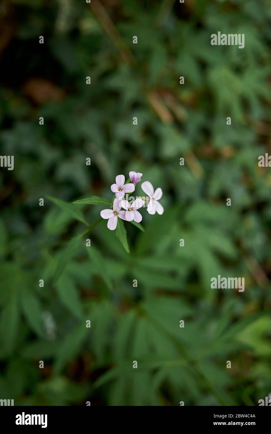 Cardamine bulbifera mit lila Blüten Stockfoto