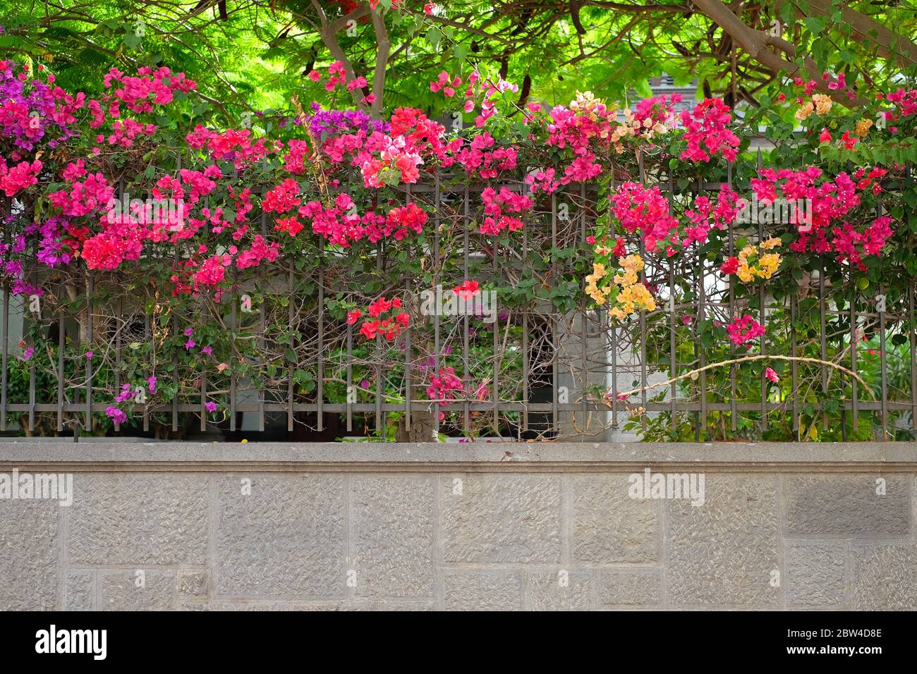 Liebenswert gesättigte Bougainvillea Pflanzen auf einem stilvollen Gusseisen Zaun. Stockfoto