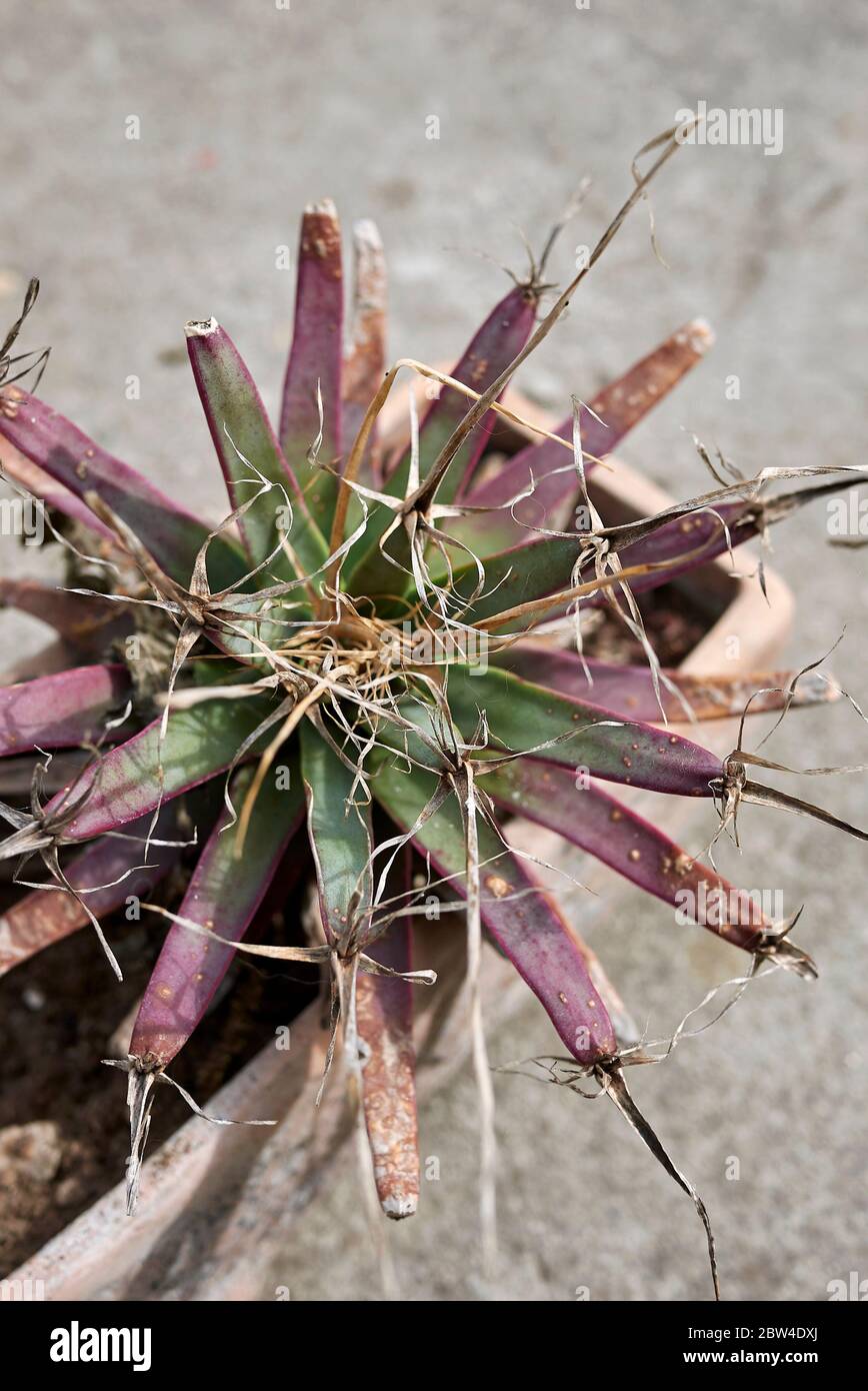 Leuchtenbergia principis Kaktus mit bunten Blättern Stockfoto