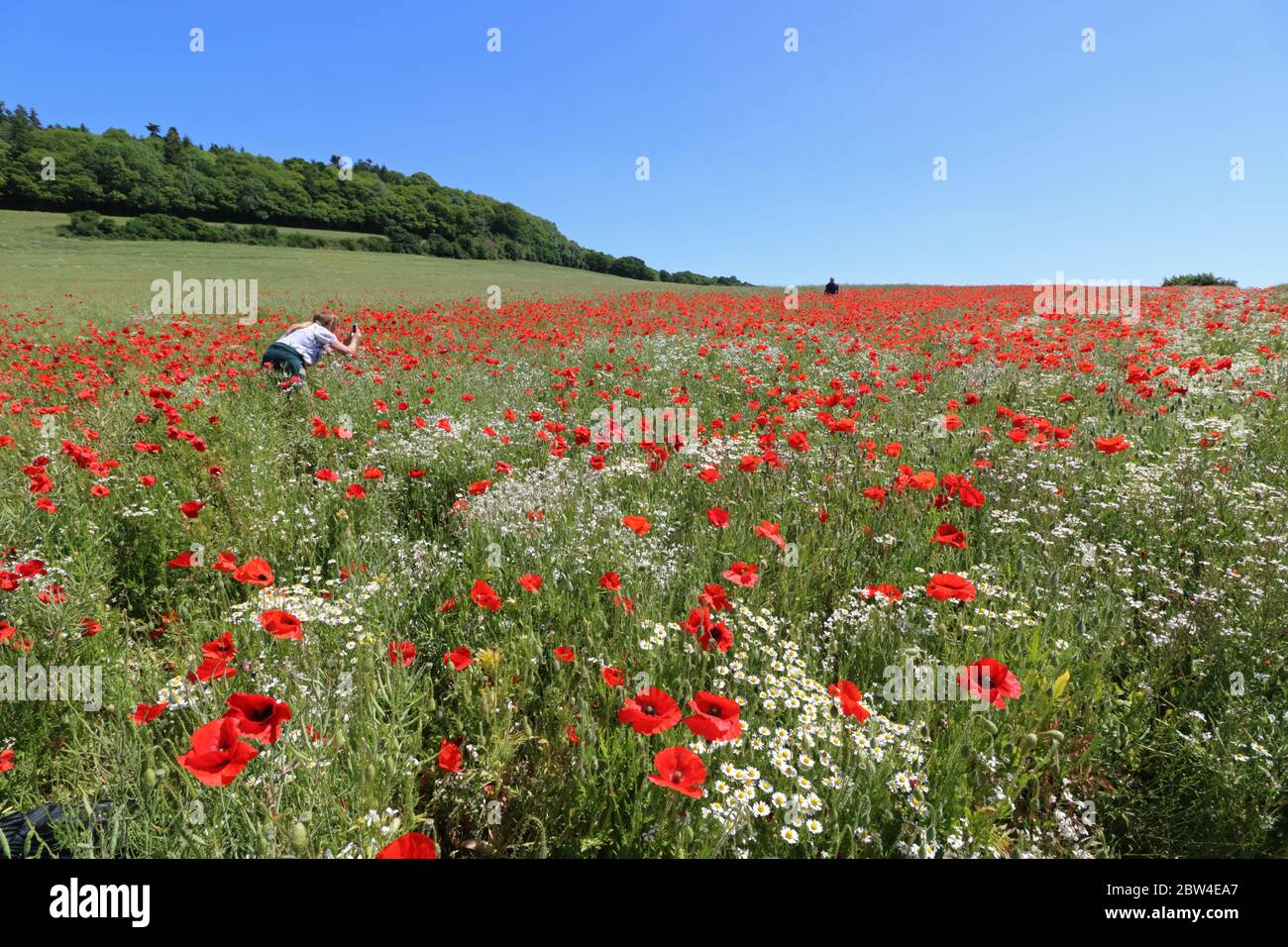 Guildford, Surrey, Großbritannien. Mai 2020. Ein Hauch von Rot in der Landschaft von Surrey. Wunderschöne Mohnblumen bieten eine schillernde Darstellung in der warmen Sonne nahe den North Downs in Guildford. Quelle: Julia Gavin Stockfoto