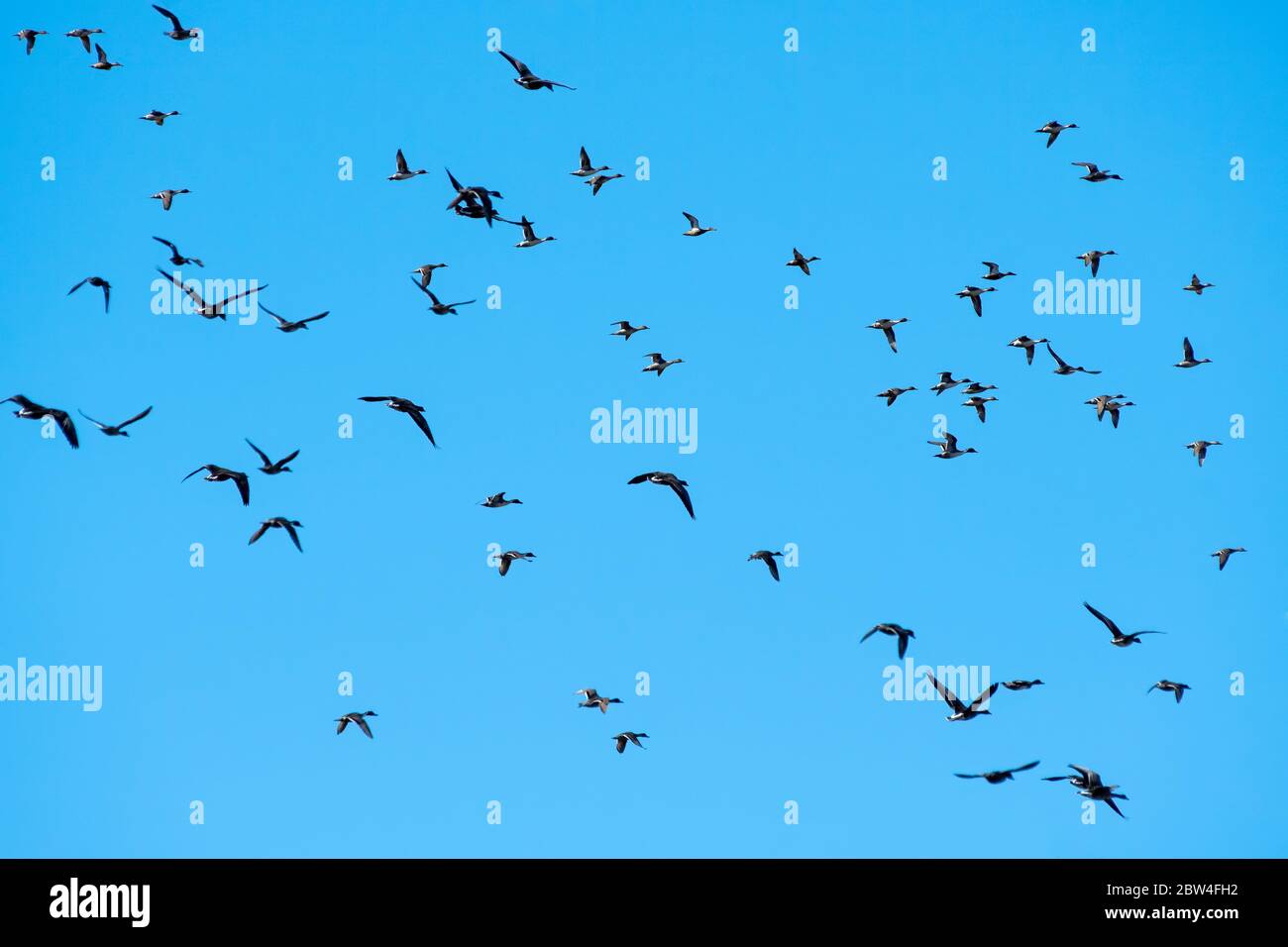 Die Greater White-Fronted Geese, Anser Albifrons und Northern Pintails, Anas acuta, fliegen über das Colusa National Wildlife Refuge, Kalifornien Stockfoto