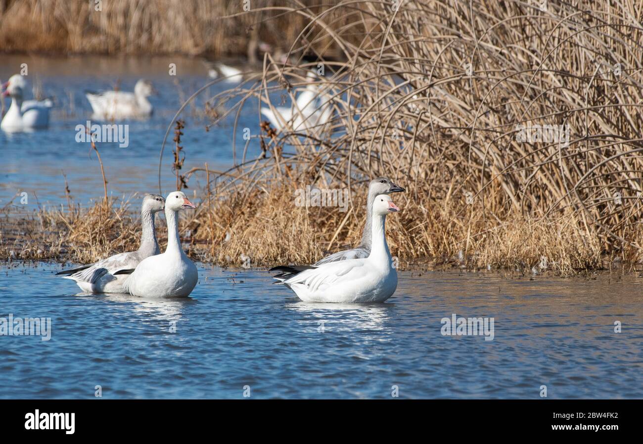 Erwachsene und Jugendliche Schneegänse, Chen caerulescens, im Sacramento National Wildlife Refuge, Kalifornien Stockfoto