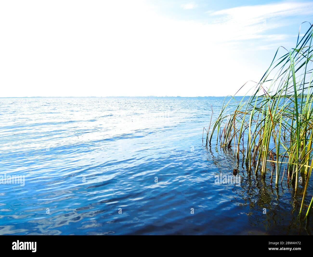 Ein perfekter Sommertag an einem See - ruhiges blaues Wasser und grünes Schilf, abgelegene Horizontlinie. Stockfoto
