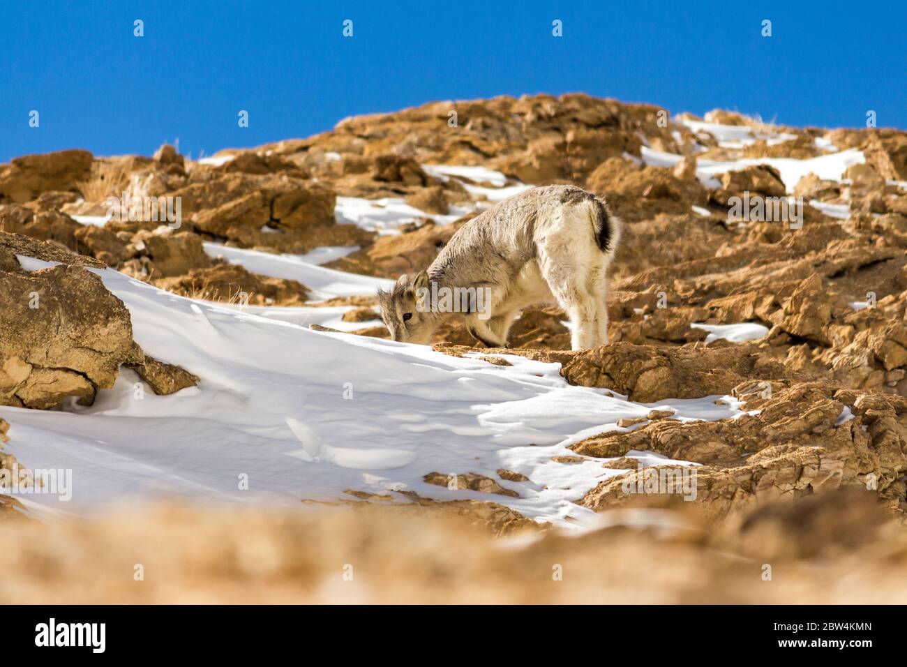 Die bharal oder Himalaya blauen Schafe oder naur (Pseudois nayaur) ist ein caprid in den hohen Himalaya von Ladakh, Indien gefunden. Schneeberge von Ladakh, Indien. Stockfoto